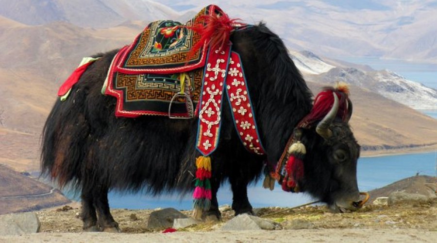 Yak riding in Sikkim